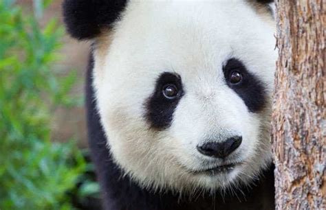 Giant Panda Conservation Program Zoos South Australia