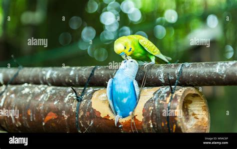 Cute Colorful Love Birds Kissing On A Tree Stock Photo Alamy