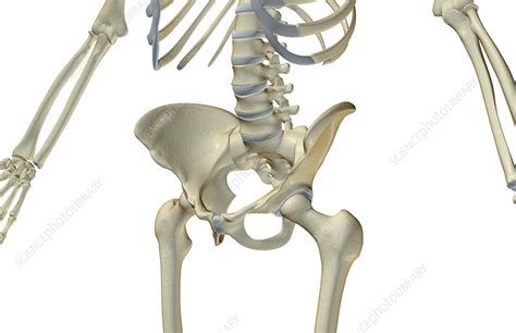 The Bones Of The Lower Body Stock Image F0014315 Science Photo