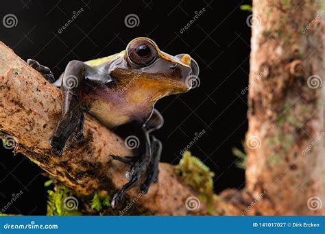 Tropical Tree Frog on Branch at Night in Amazon Rain Forest Stock Image
