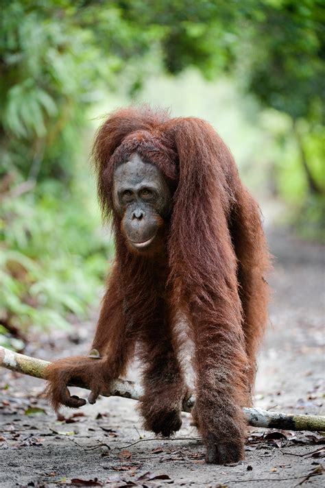 Gallery Borneo Orangutan Survival Australia