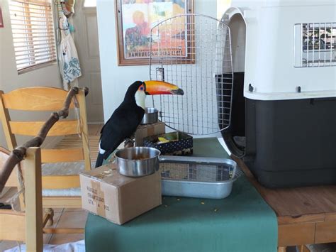 Handicapped Aviary For Disabled Toucan Adventures In Toucanland