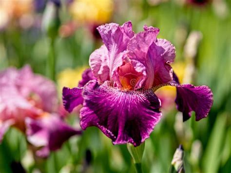 Multi Colored Irises Stock Photo Image Of Blooming 174082742
