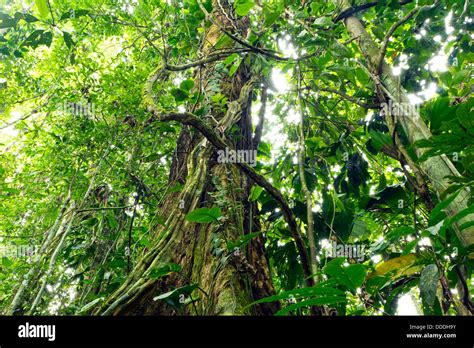 Lianas Winding Through The Rainforest In The Ecuadorian Amazon Stock
