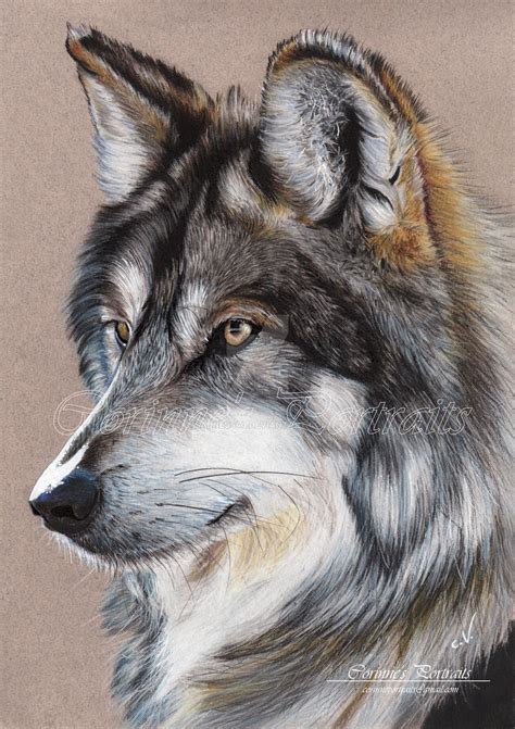 Grey Wolf Wolf Painting Wolf Drawing Pencil Portrait