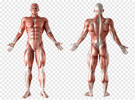 Ilustración del sistema muscular humano anatomía muscular cuerpo humano órgano del sistema