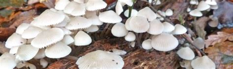 Angels Bonnet Mushroom The Mushroom Diary Uk Wild Mushroom Hunting