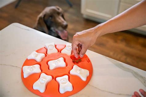 Best Active Dog Toys For The Restless Pup Furtropolis