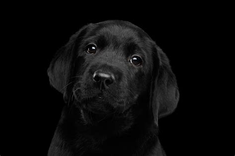 The Best Ways To Celebrate National Black Dog Day Animal Care Center