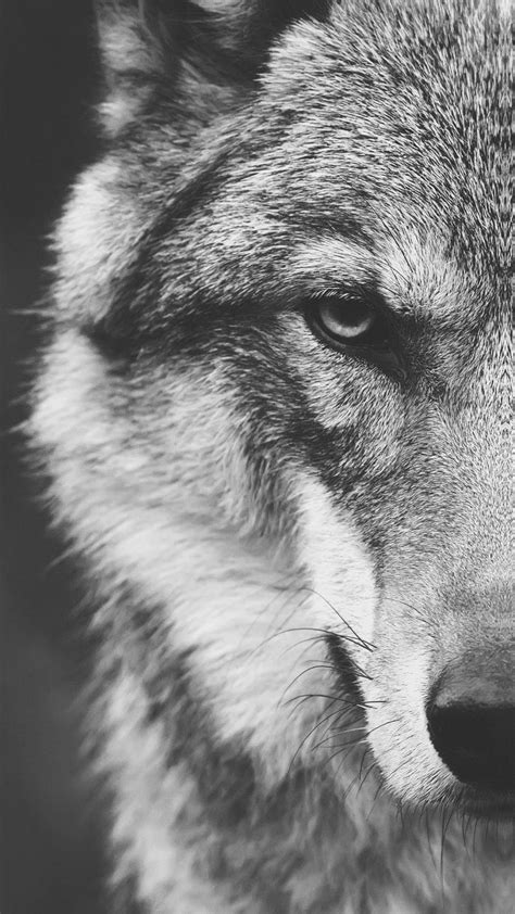 Free Download Animal Wolf 1080x1920 Mobile Wallpaper Animals Wolf