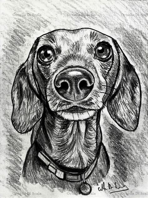Dog Dachshund Pencil Portrait Drawing Sketch Instant Download Etsy