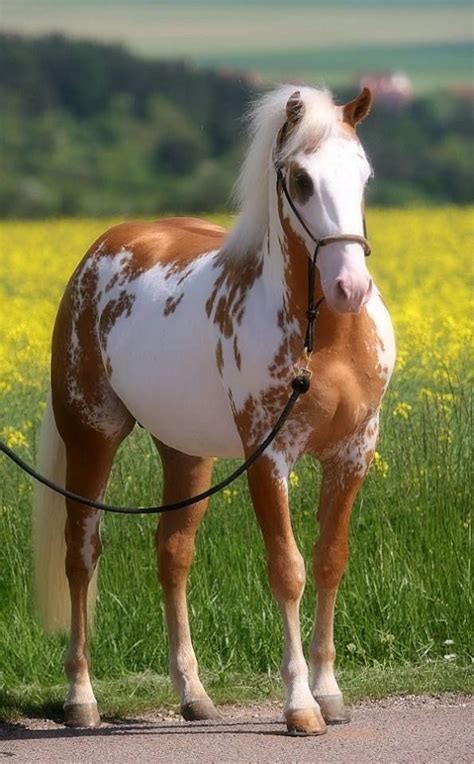 Beautiful Palomino Overo Horses And Dogs Cute Horses Wild Horses