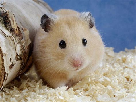 Which Type Of Hamster Is Right For You Hubpages