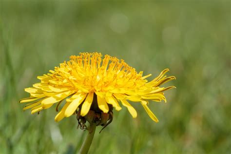 Dandelion Close Up Free Photo Download Freeimages