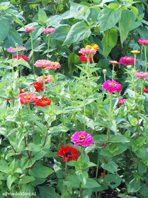 Here are 14 flowers that are easy to start from seed. Zinnia's, so easy to grow from seed! The more you pick the ...