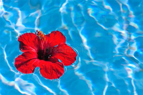 Floating Hibiscus Stock Photo Image Of Resort Blue 21912914