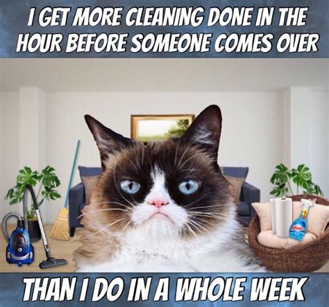 Clean Cat Memes Funny 19 Very Funny Cat Memes Clean Images And