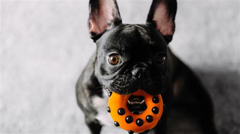10 X Rated Dog Toys That Look Uncomfortably Similar To Sex Toys