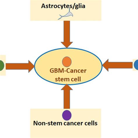 Origin Of Cancer Stem Cells In Gbm Tumors Cancer Stem Cells Formed