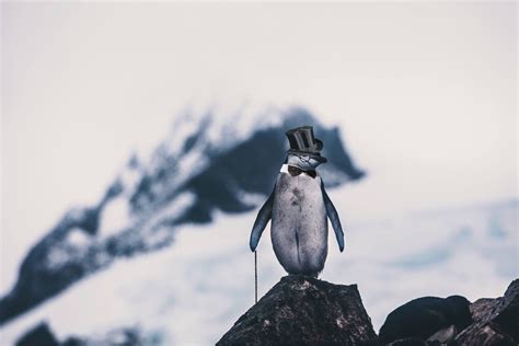 Psbattle This Penguin In Front Of A Mountain Rphotoshopbattles