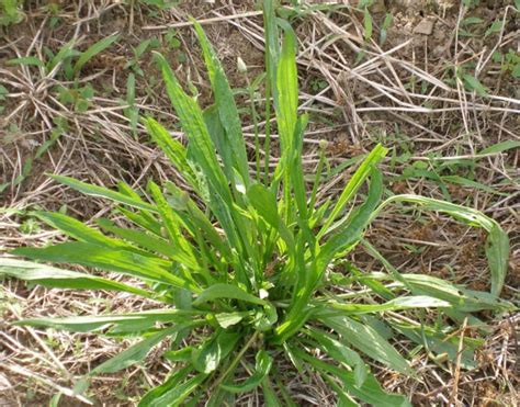 Weed Of The Month Buckhorn Plantain The Horse