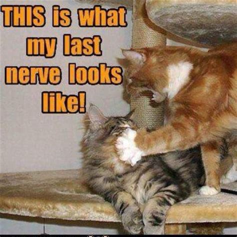 Dump A Day Even More Funny Pictures 71 Pics Funny Animal Pictures