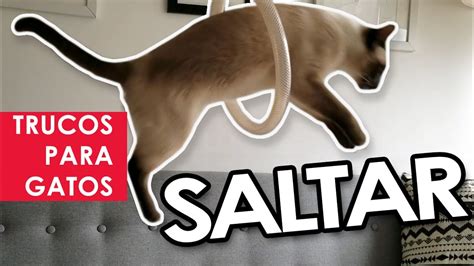 Trucos básicos para gatos Saltar YouTube