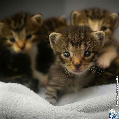 Look At These Bunch Of Cuties Cats Kittens Kitten Pictures