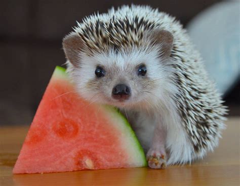 Hedgehog And Things To Know About It Animals Beautiful Hedgehog Pet