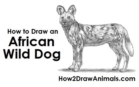 How To Draw An African Wild Dog