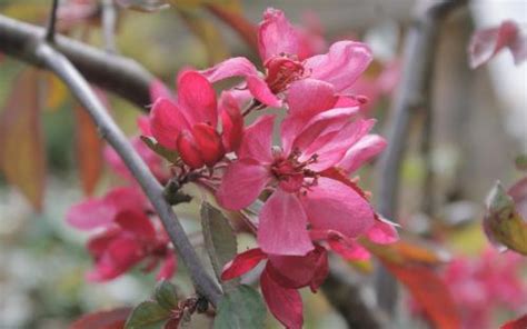 Malus Royal Beauty Crab Apple Trees For Sale