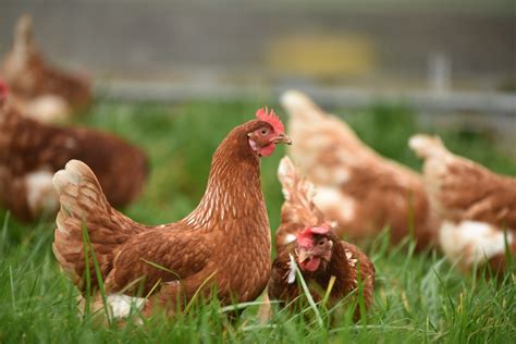 Latest Defra Information Re Avian Influenza Wynnstay Humphrey Feeds And Pullets Advancing