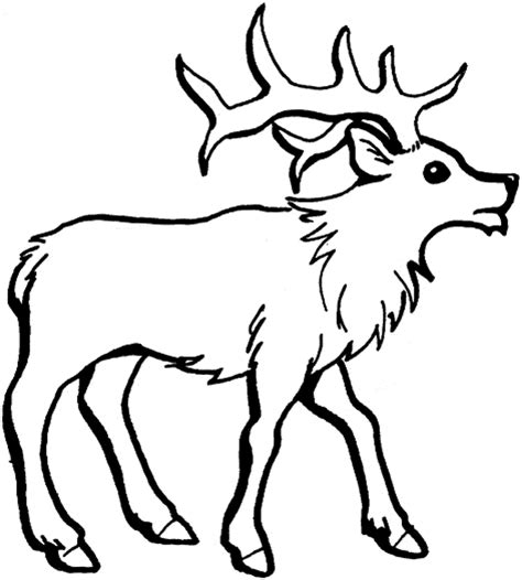 Deer are one of the favorite animals of kids. Realistic Deer Coloring Pages at GetColorings.com | Free printable colorings pages to print and ...