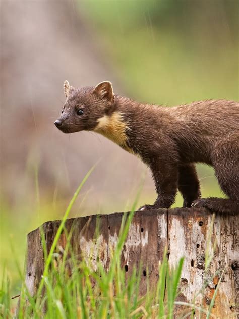 The Return Of Pine Martens To Englands Forests Forest And Wildlife