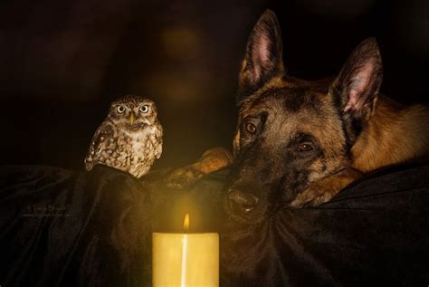 Somehow This Dog And Owl Became Best Friends 14 Pics