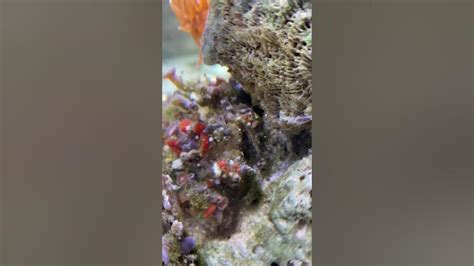 Decorator Crab Eating Clownfish Youtube