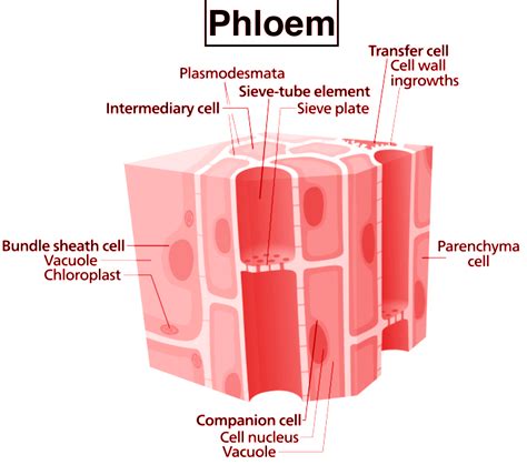 Phloem Parenchyma Acts Likea Transfer Cellsb Packaging Materialc