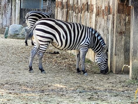 Grants Zebra Zoo Dasson 2022 Zoochat