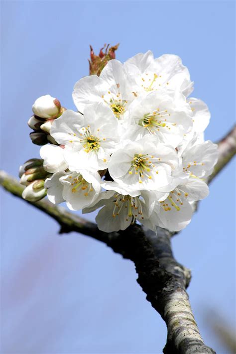 White Cherry Blossoms Dorset England Photograph By Loren Dowding Pixels