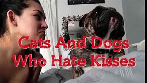 Do Dogs Hate Kisses