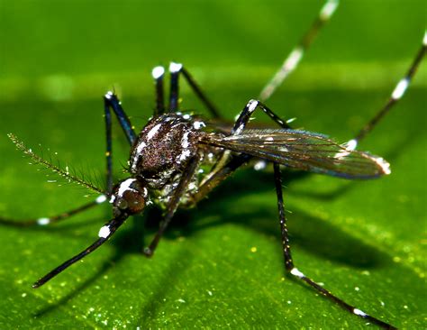 Asian Tiger Mosquito Aedes Albopictus A Photo On Flickriver