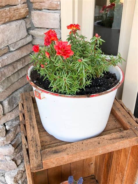 Container plants are likewise a lot. Container Plants for Full Sun