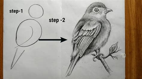 How To Draw A Easy Bird Step By Step With Pencil Sketchbird Drawing