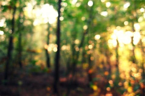 Bokeh Forest Light Wallpaper Nature And Landscape Wallpaper Better