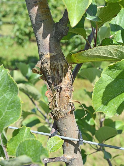 Apple Anthracnose Wsu Tree Fruit Washington State