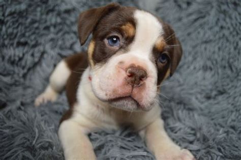 We are a licensed kennel which necessitates certain requirements for the purchase of our wonderful puppies and dogs. Litter of 7 Olde English Bulldogge puppies for sale in ...