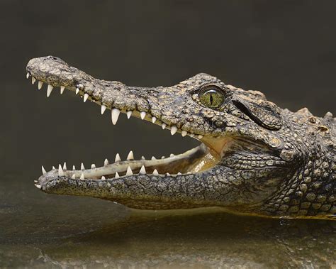 Adam britton wrote on his blog that: Paleo artist shows us new feathered dinosaur species, "The ...