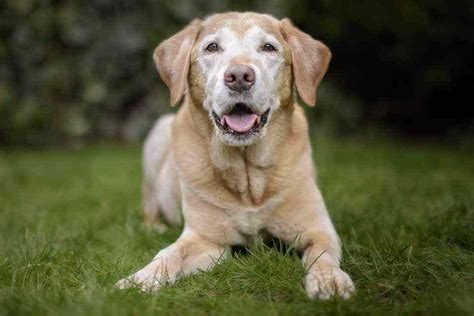 It can be used as an ingredient in many dishes besides pasta. Can Dogs Eat Tomato Sauce? | Can dogs eat tomatoes, Can ...