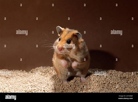 Golden Or Syrian Hamster Mesocricetus Auratus Standing Upright On