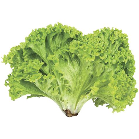 Alface Crespa E Americana